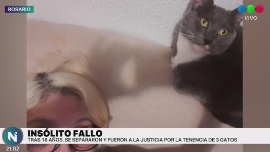 Se separaron y le dieron a ella la tenencia de los tres gatos