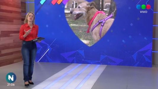 Kiki, León, Rony y Mumú están en busca de un hogar