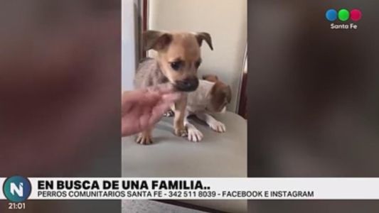 Perritos comunitarios Santa Fe: quiénes buscan una familia
