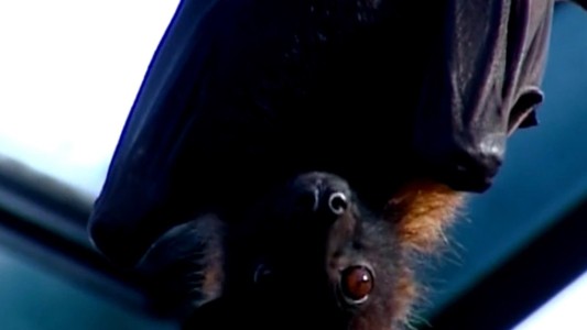 Santo Tomé: una mujer salió a levantar la ropa y fue mordida por un murciélago