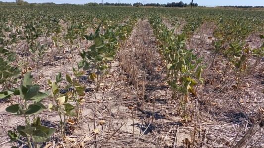 Emergencia Agropecuaria: se extiende el plazo para presentar declaraciones juradas