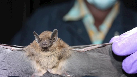 Se activó el protocolo en dos sectores de la ciudad por murciélagos con rabia