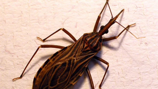 Santa Fe conmemora el Día Mundial de la Enfermedad de Chagas