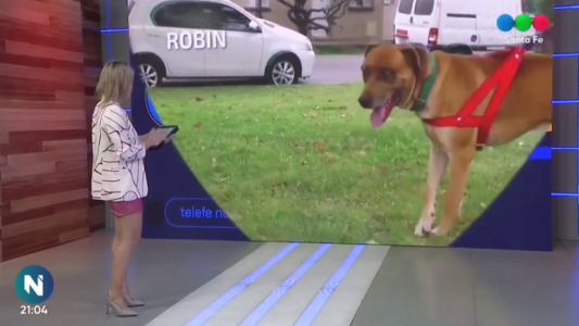 Perros comunitarios Santa Fe: Robin, León, Cocó y Cata buscan una familia