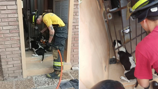 En Rafaela rescataron a un perro atrapado entre las rejas de una vivienda
