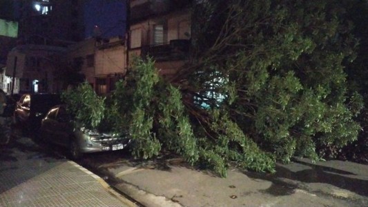 El dueño del auto aplastado por un árbol venía pidiendo que lo quiten
