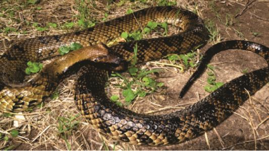 Aparición de víboras: "Los santafesinos convivimos con estos animales"