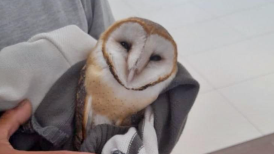 Tristeza: Murió el búho que había sido rescatado en el Shopping La Ribera
