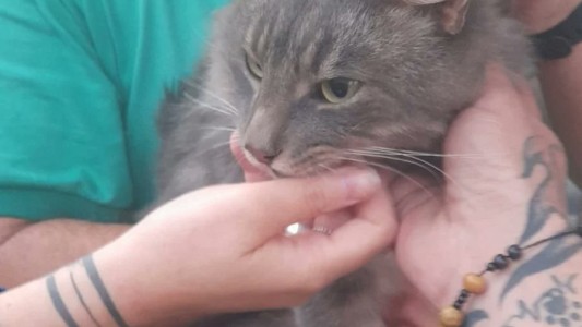 Video: Emotivo rescate de un gato que estaba arriba de un árbol en Colastiné Norte