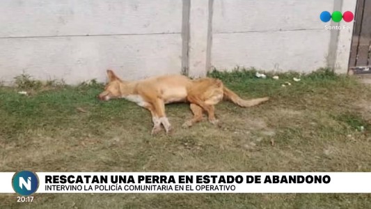 Rescataron a una perra en condiciones de abandono y maltrato