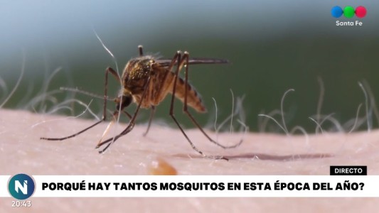 Los mosquitos se resisten a irse, ¿hasta cuándo los tendremos entre nosotros?