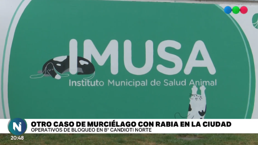 Nuevo caso de murciélago con rabia en la ciudad: ya van cuatro en el año
