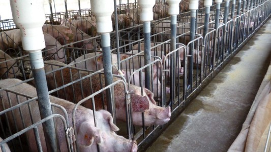 La industria porcina de Santa Fe, crítica: "El estado subsidia importaciones y nos está matando"