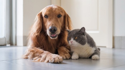 ¿Cuáles son los costos económicos de tener una mascota?