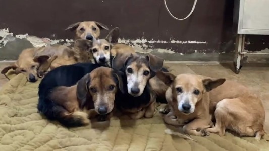 Rescataron seis perros abandonados en una vivienda de barrio Centenario