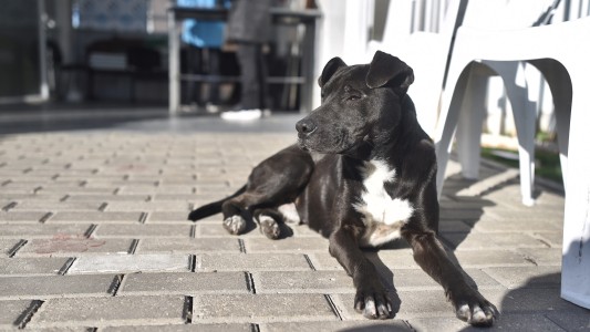 Concurso fotográfico “Nuestros animales de compañía”