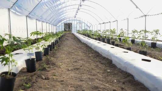 Comienza el cultivo de cannabis medicinal en Santa Fe