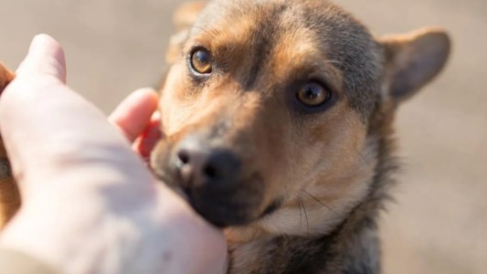 Aprobaron la Ley de Tenencia Responsable de Mascotas en Jujuy
