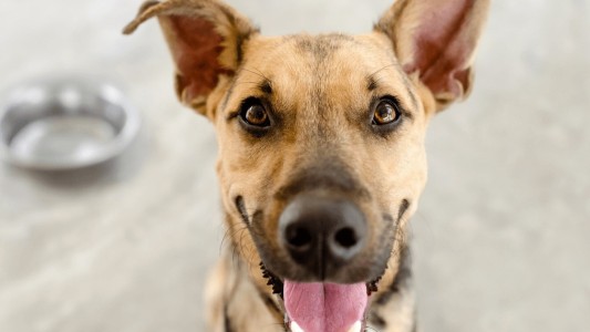 Por qué se celebra cada 21 de julio el Día Mundial del Perro