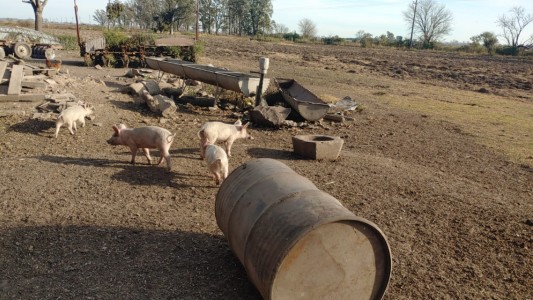 Profundizan los controles ante el aumento de casos de triquinosis en la provincia