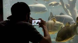 El acuario del Río Paraná registró el mayor récord de visitas en las vacaciones de invierno