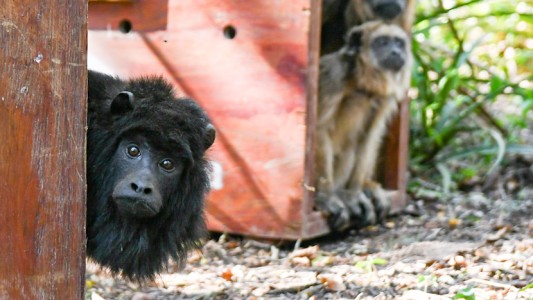 Liberaron a 5 monos carayá en el norte provincial
