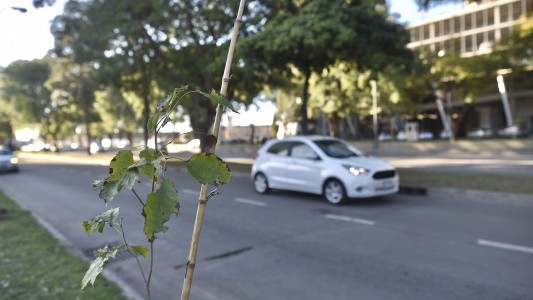 Los trabajos de arbolado, bacheo e iluminación previstos para este 4 de agosto