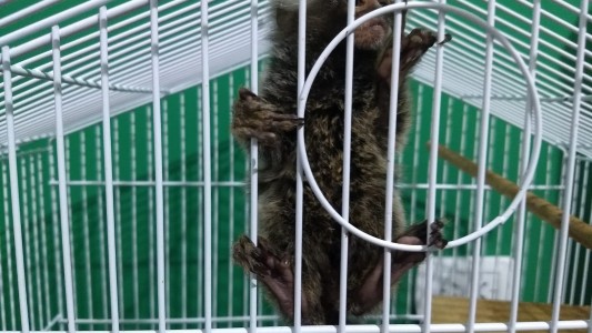 En un allanamiento secuestraron un mono carayá en estado de cautiverio