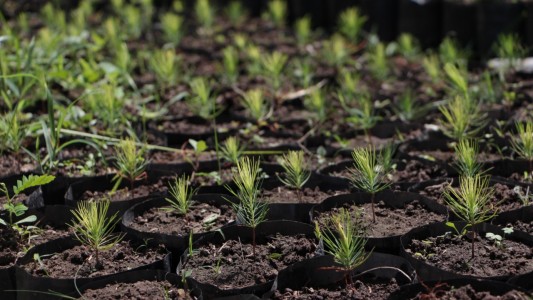 Santa Fe Capacita: se dictarán cursos en los viveros provinciales de Santa Fe y Santa Felicia