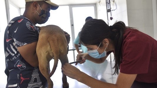 Castraciones de animales de compañía, bacheo y tareas de arbolado previstas para este 26 de agosto