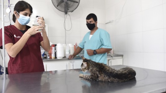 Este jueves habrá castraciones de animales de compañía en la ciudad