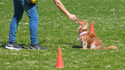 Las mascotas tendrán su protagonismo en FECOL + EXPODEMA