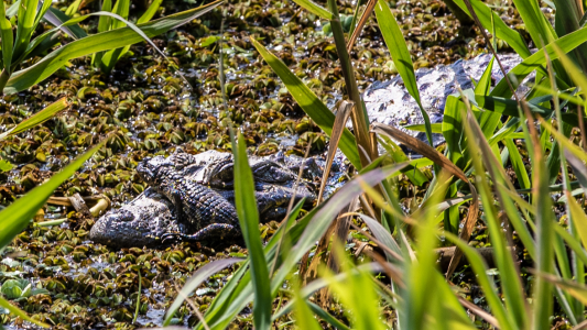 Nacieron crías de yacaré overo en la Reserva Ecológica de la UNL