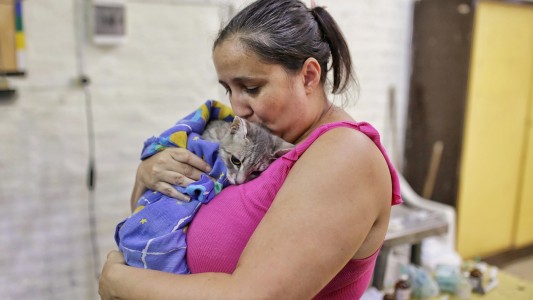 El cronograma de castraciones de animales de compañía