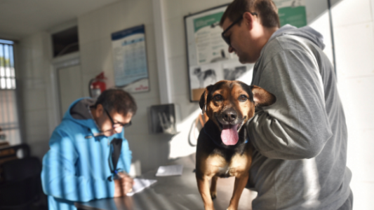 El cronograma de castraciones de animales de compañía para este martes 13