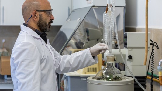 Cannabis medicinal: UNL y CONICET, trabajan en el mejoramiento genético de semillas