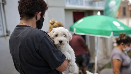 Cómo sigue la campaña de castración de animales de compañía este lunes