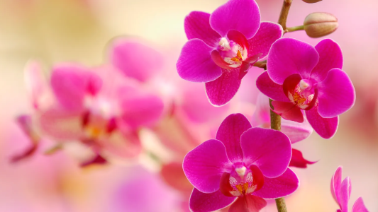 Llega la 10° Fiesta Provincial de Orquídeas y Bromelias