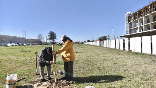 Habrá trabajos de arbolado público y bacheo en la ciudad