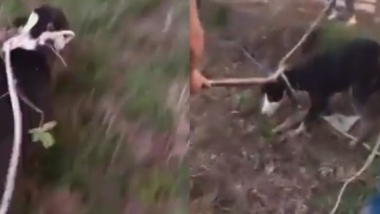 Rescataron a una perra que se cayó al río en Santo Tomé