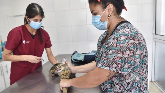 Comienza la vacunación antirrábica gratuita en las veterinarias de Santa Fe