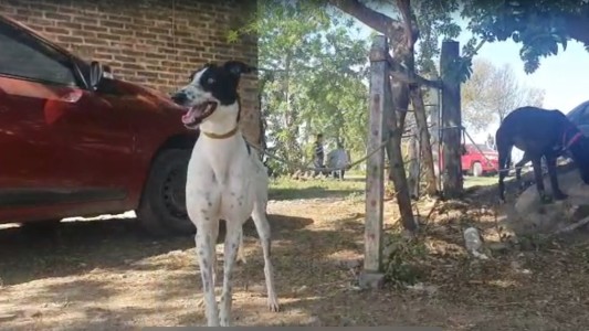 Desarticulan una carrera clandestina de perros galgos en Santo Tomé