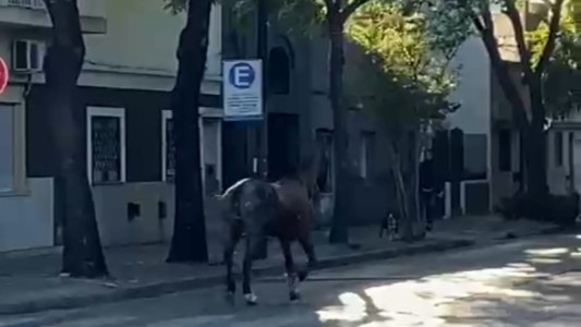 Un caballo suelto en pleno centro de Rosario sorprendió a vecinos y transeúntes
