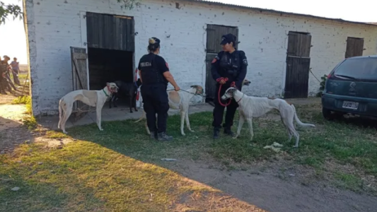 Ya son 30 las familias interesadas en adoptar los galgos rescatados