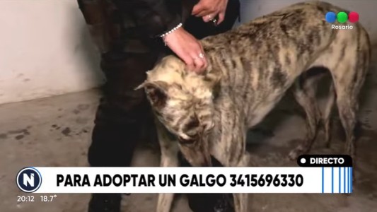 Cómo adoptar uno de los galgos rescatados en carreras clandestinas
