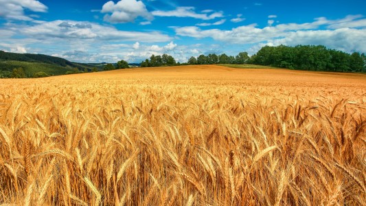 Menos trigo por la sequía