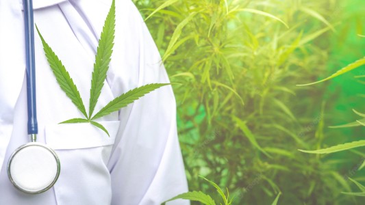 Cannabis Conicet ofrecerá semillas, análisis de productos e investigación