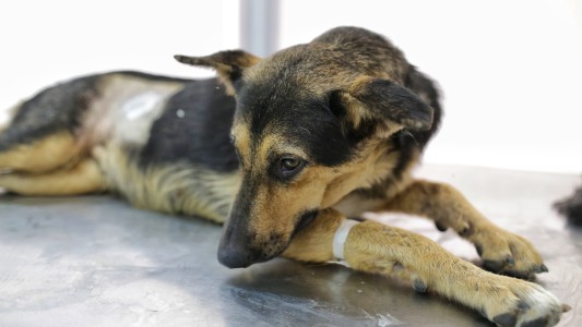 Castración de animales de compañía y trabajos de bacheo previstos para este lunes