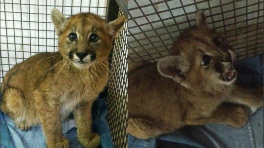 Paseaba a su perro y se encontró con un cachorro de puma