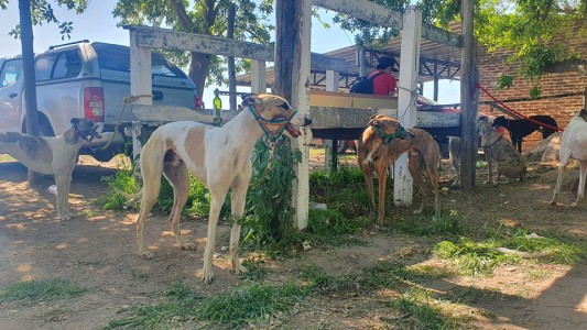 Un fiscal ordenó devolver los galgos rescatados a sus dueños